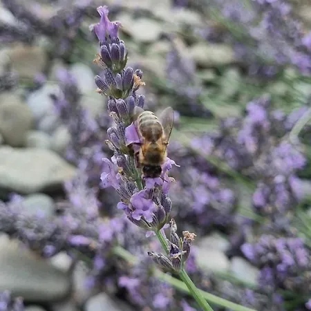 Camping Under The Walnut In Your Own Tent On A Shared Lot And Shared Bathroom Laibach