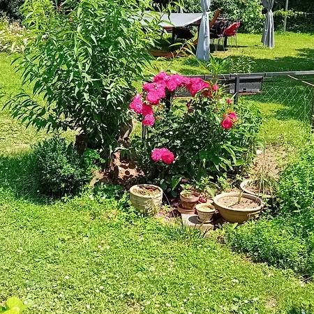 Campingplatz Camping Under The Walnut In Your Own Tent On A Shared Lot And Shared Bathroom