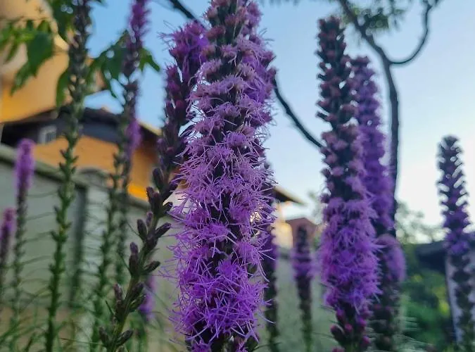 Camping Under The Walnut In Your Own Tent On A Shared Lot And Shared Bathroom