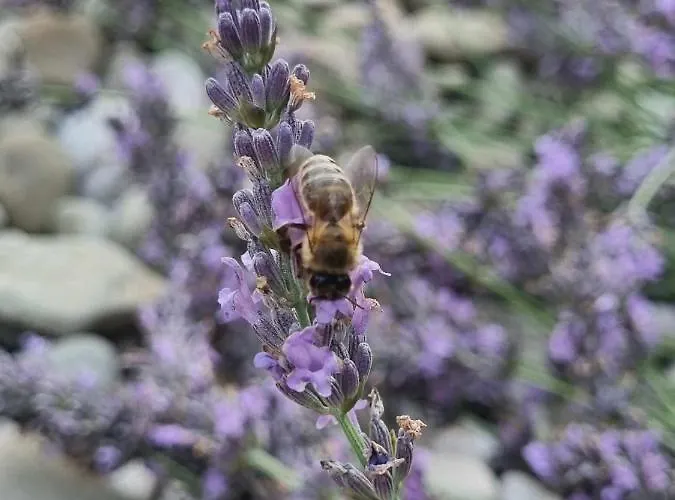 Camping Under The Walnut In Your Own Tent On A Shared Lot And Shared Bathroom Lublana