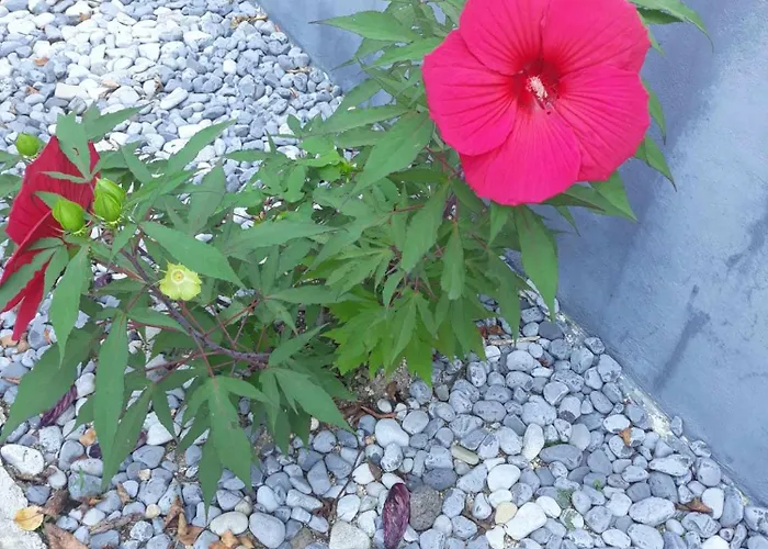 Camping Under The Walnut In Your Own Tent On A Shared Lot And Shared Bathroom * Lublana