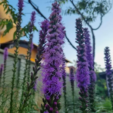 Camping Under The Walnut In Your Own Tent On A Shared Lot And Shared Bathroom
